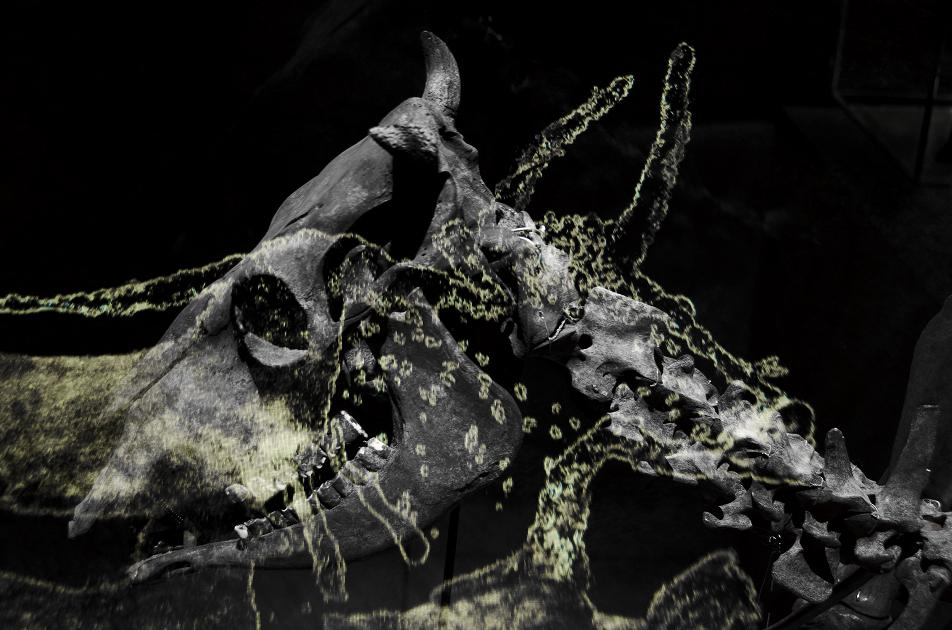 Szkielet zwierzęcia z rogami