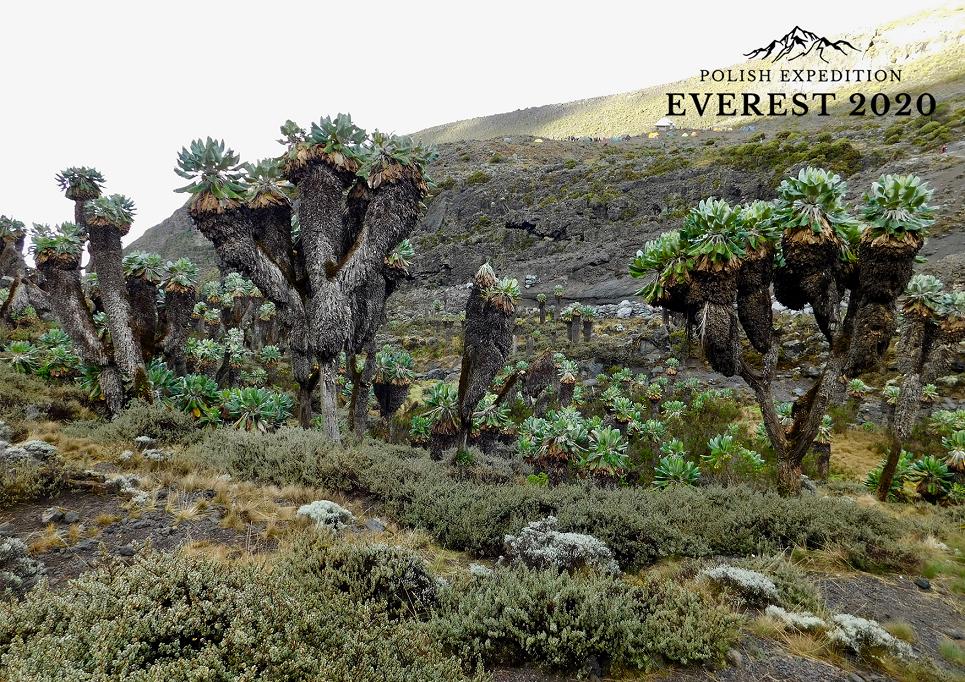 zdjęcie promocyjne polish expedition everest 2020 rośliny na stepach