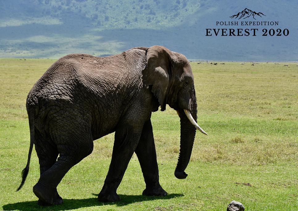 zdjęcie promocyjne polish expedition everest 2020 słoń