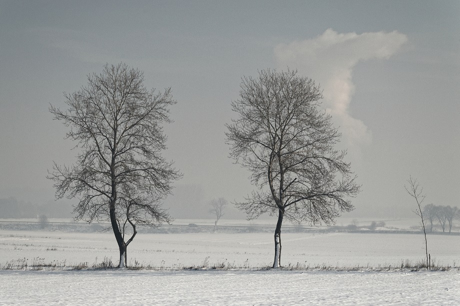 Łyse drzewa na tle zimowego krajobrazu