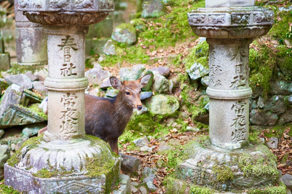 Małe zwierzę przy kamiennych statuach