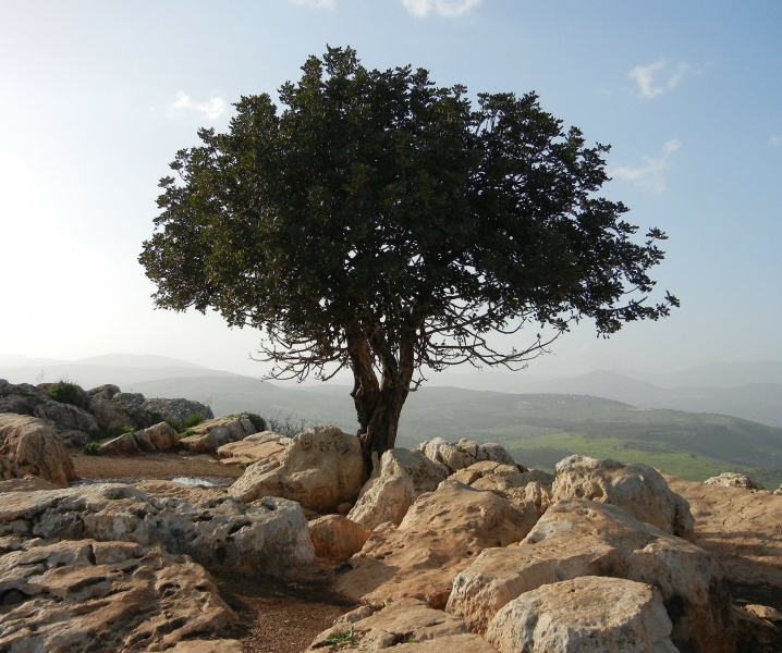 Drzewo wśród skał