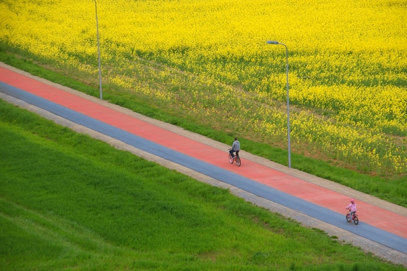 Dwie osoby jadące na rowerach, z obu ich stron pola bogate w zieleń i żółcie