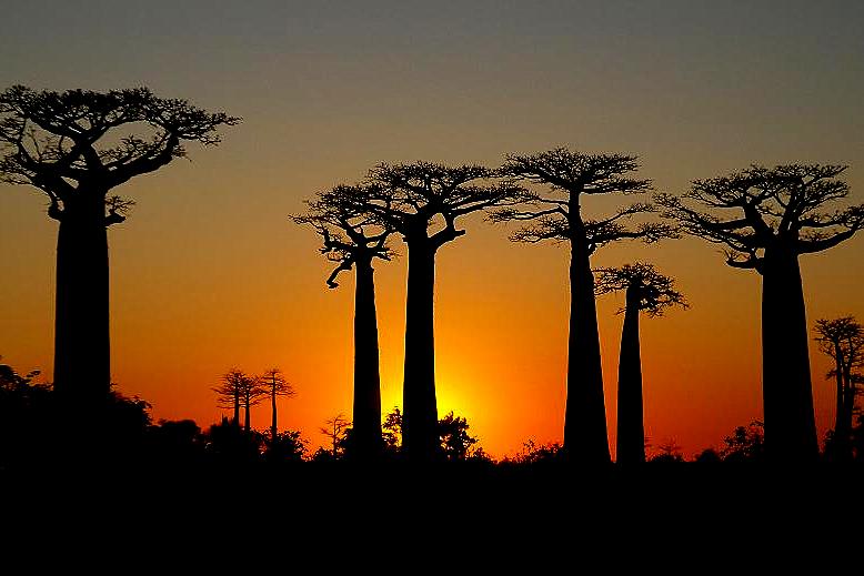 Zdjęcie madagaskarskich drzew podczas zachodu słońca