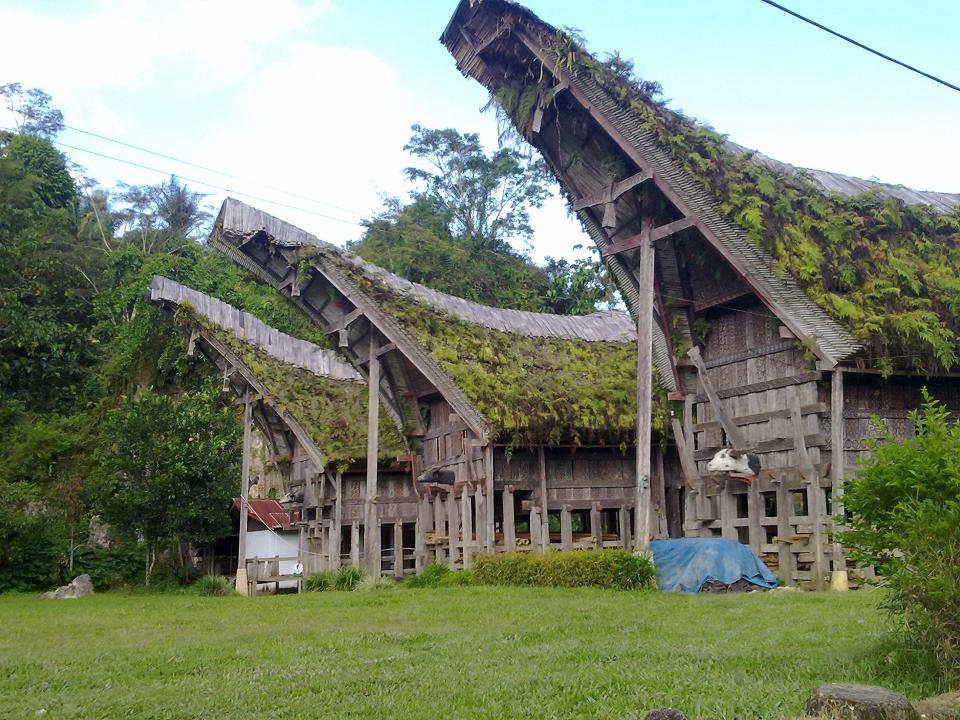 Stare drewniane domy pokryte liściami