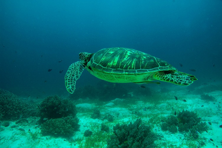 Żółw pod wodą