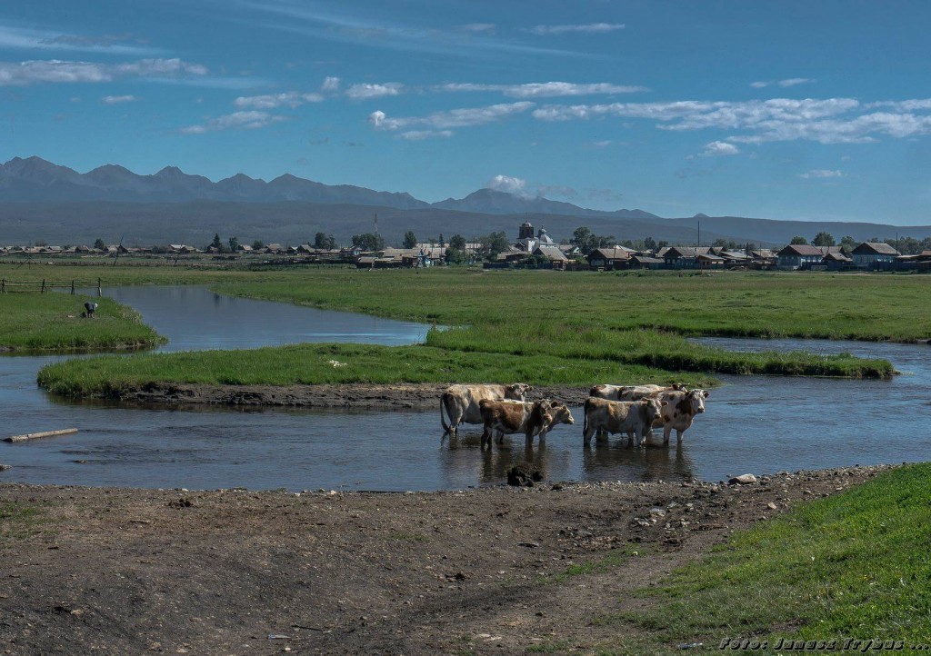 Krowy w wodzie na tle gór i wioski