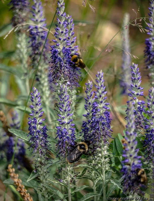 Pszczoły zapładniające roślinę