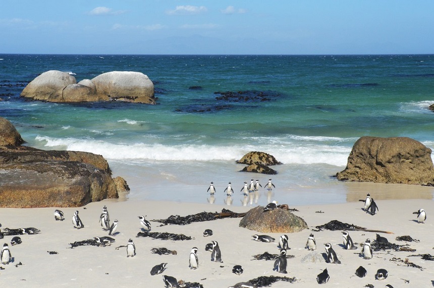 Pingwiny nad morzem