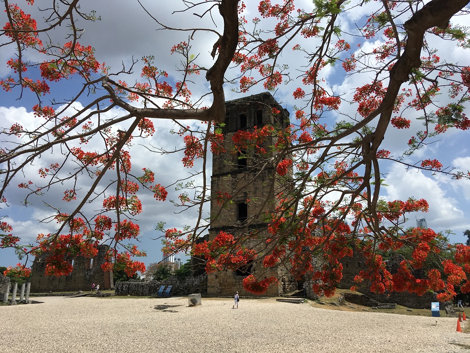Kwitnące drzewo przy zabytkowej wieży
