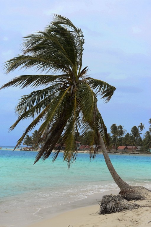 Półwysep palma