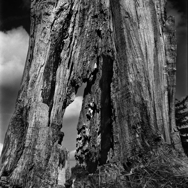 Czarno-białe zdjęcie kory drzewa