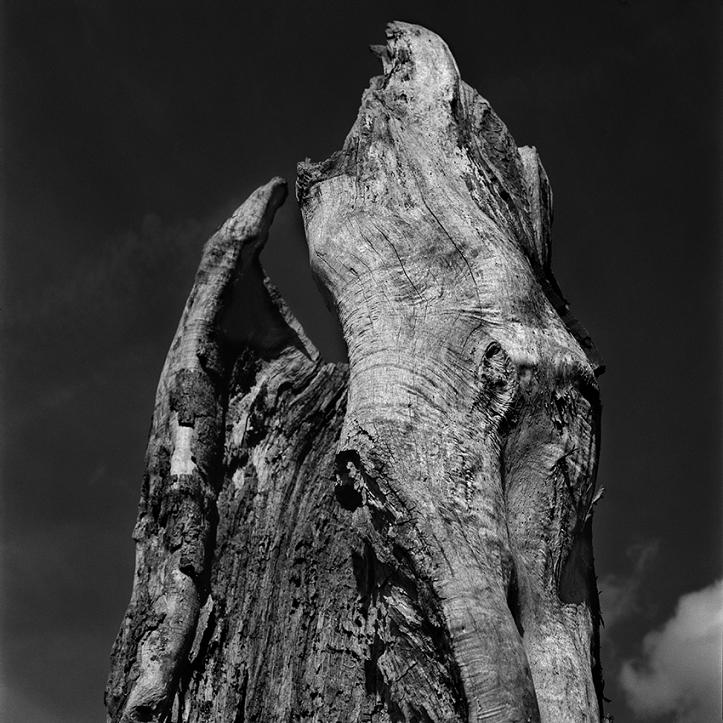 Czarno-białe zdjęcie starego truchła drzewa