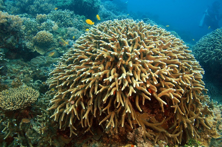 Koralowiec, wypływają z niego żółte rybki