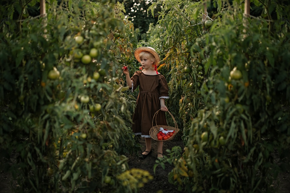Dziewczynka zbierająca pomidory