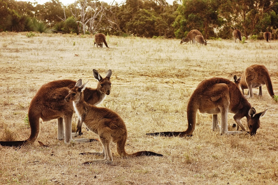 Kangury na stepie