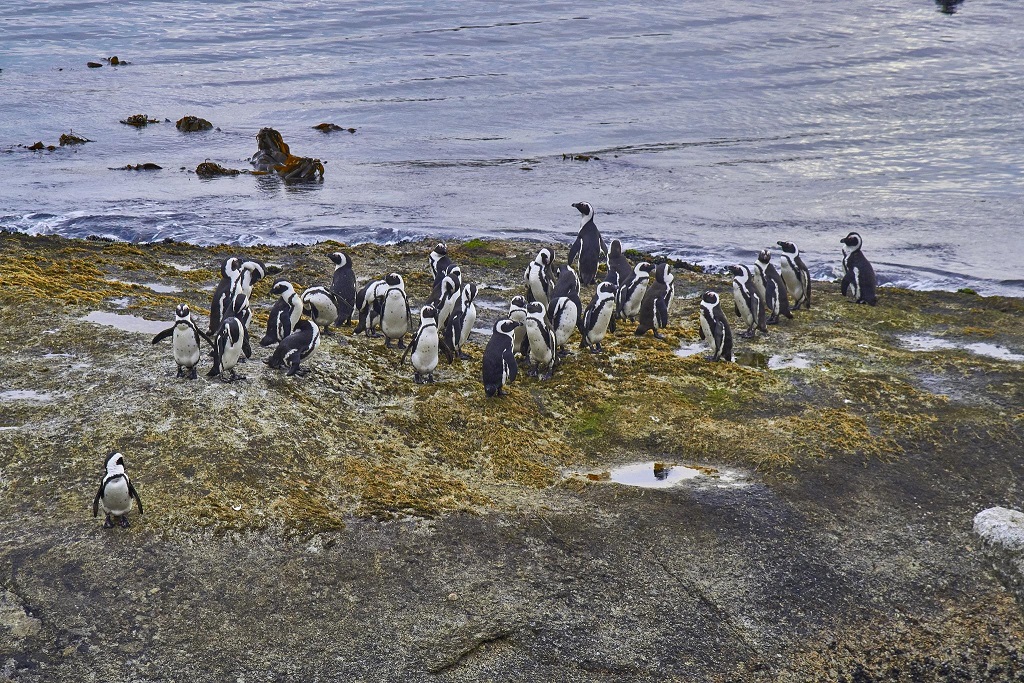 Pingwiny na wysepce
