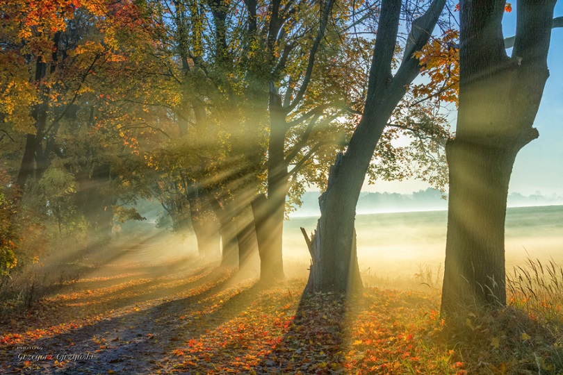 Smugi światła przebijające się między jesiennymi drzewami z żółtymi liśćmi
