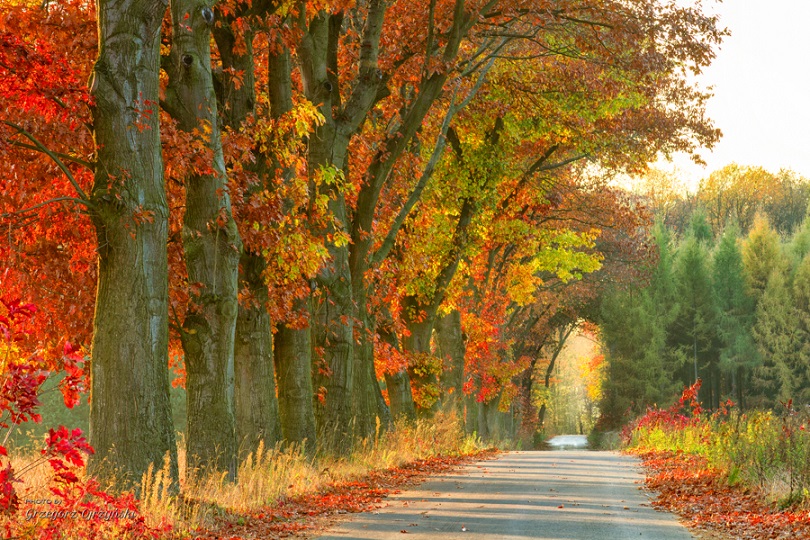 Wiosenny park, ścieżka wśród drzew