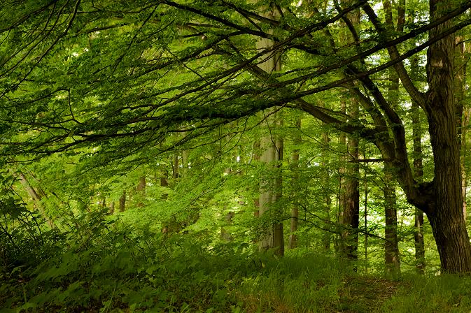 Intensywnie zielony las