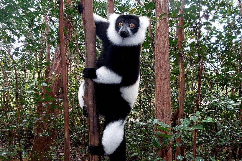 Wari czarno-biały lemur