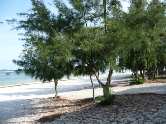Drzewa na plaży