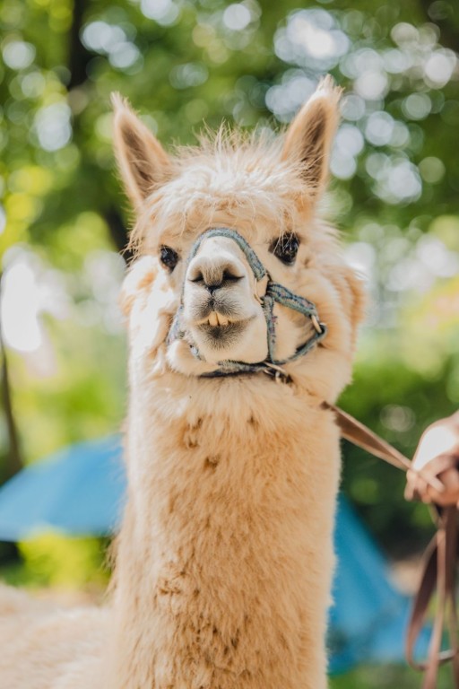lama