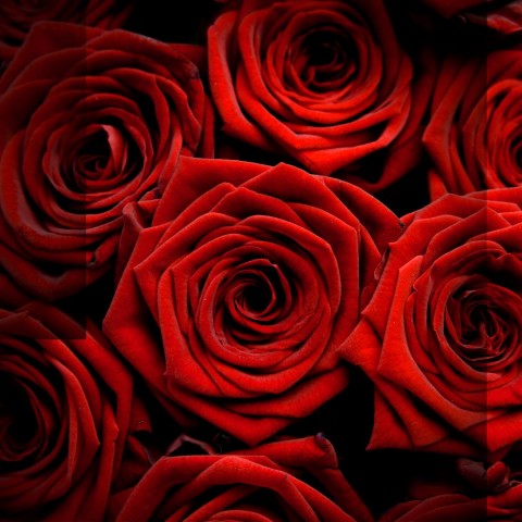 widok na czerwone róże z góry